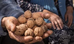 Kemalpaşa ‘daKesilen cevizlerin yerine umut filizlendi