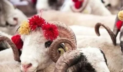 2025 Kurban Hizmetleri Tebliği yayımlandı