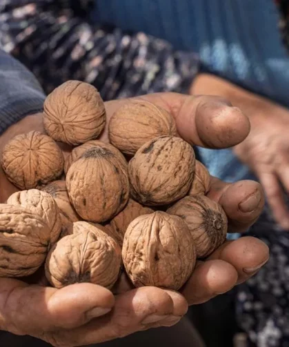 Kemalpaşa ‘daKesilen cevizlerin yerine umut filizlendi