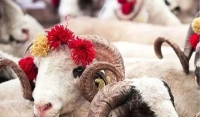 2025 Kurban Hizmetleri Tebliği yayımlandı